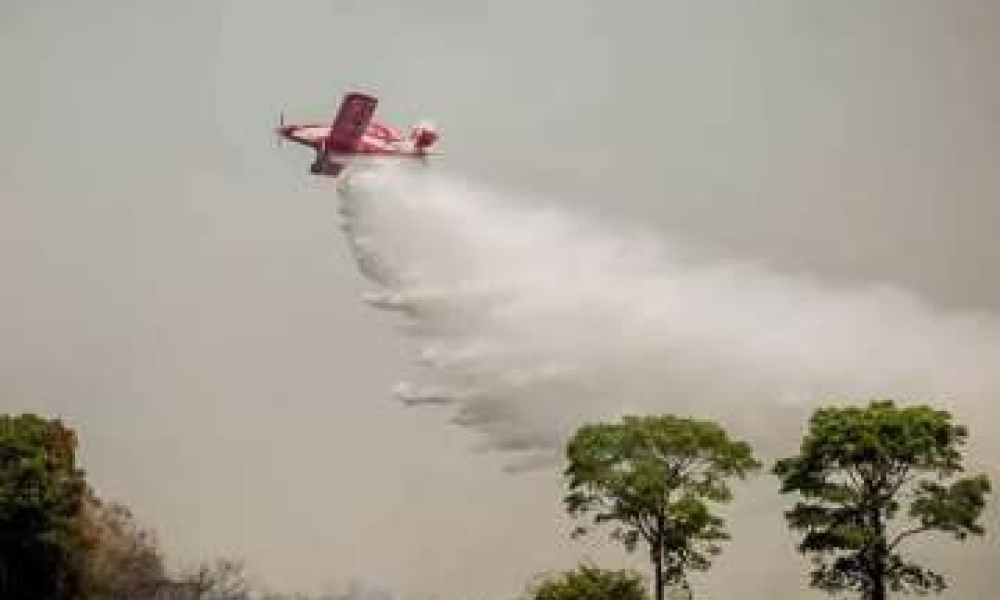 Onça-pintada se esconde do fogo e jacaré morre queimado