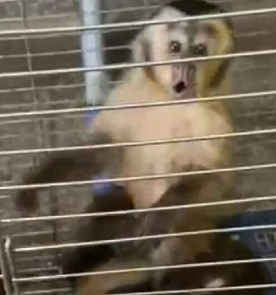 mulher compra macaco que estava sendo espancado em MS