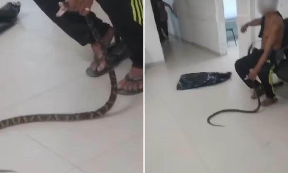 Homem leva cobra ao hospital após ser picado em Guarujá