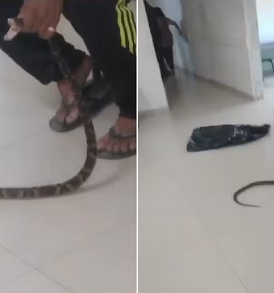 Homem leva cobra ao hospital após ser picado em Guarujá