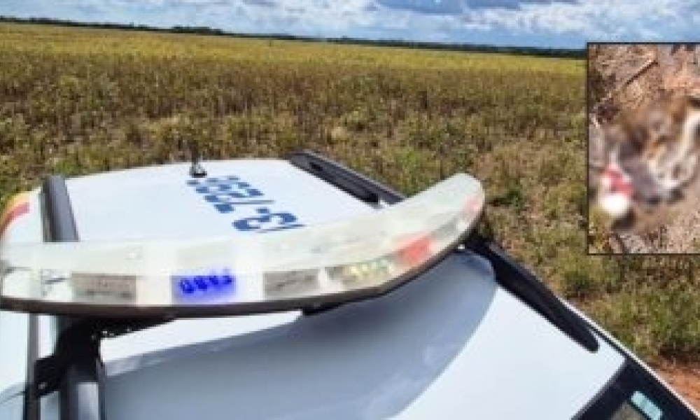 Ossada é encontrada em lavoura de soja e polícia investiga possível execução em Sinop