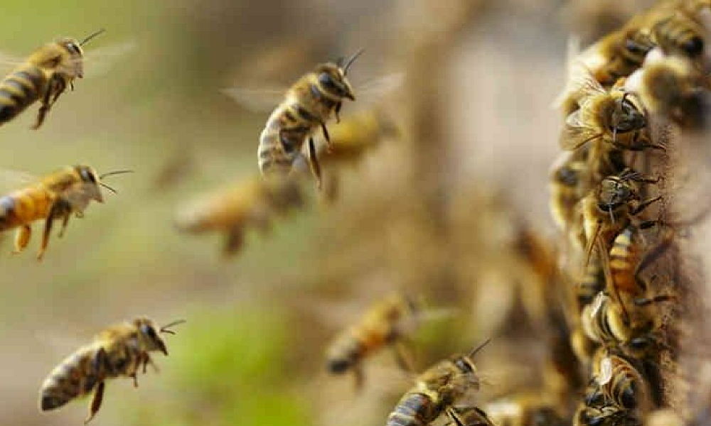 Mulher é socorrida após ataque de enxame de abelhas 