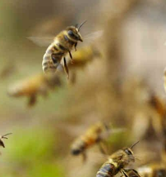 Mulher é socorrida após ataque de enxame de abelhas 