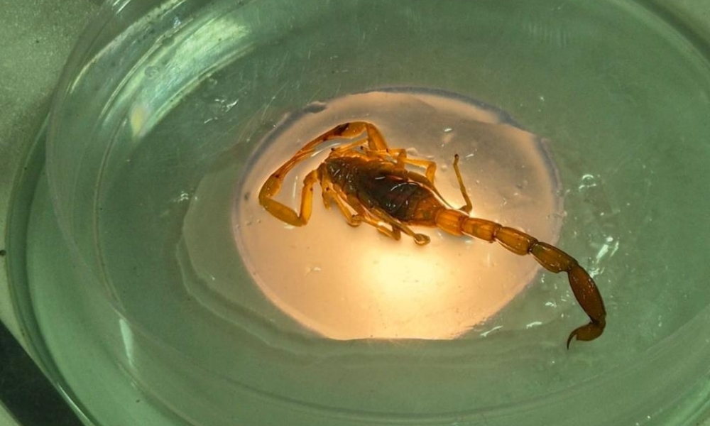 Mato Grosso registra 3.860 incidentes com animais pe�onhentos; SES alerta popula��o