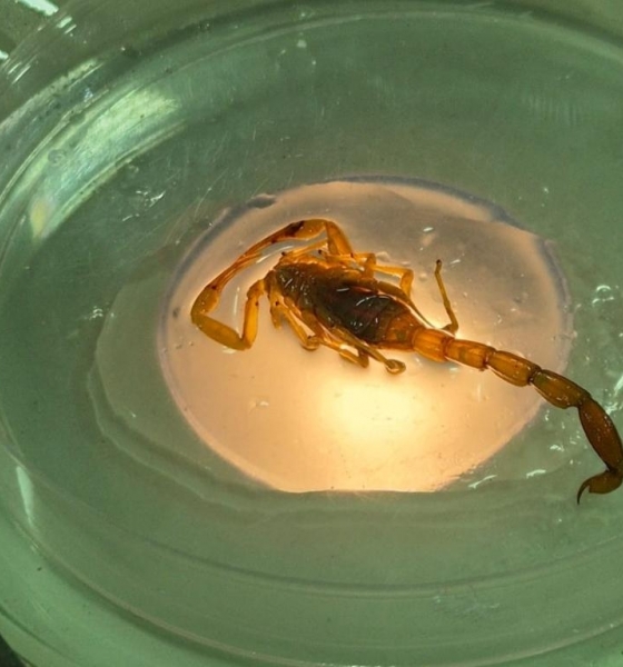 Mato Grosso registra 3.860 incidentes com animais pe�onhentos; SES alerta popula��o