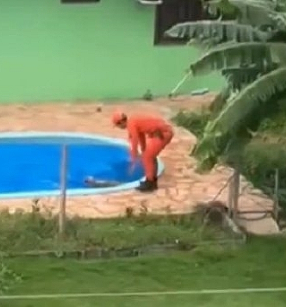 Bombeiros salvam cachorro que se afogava em piscina de residência fechada em Sorriso