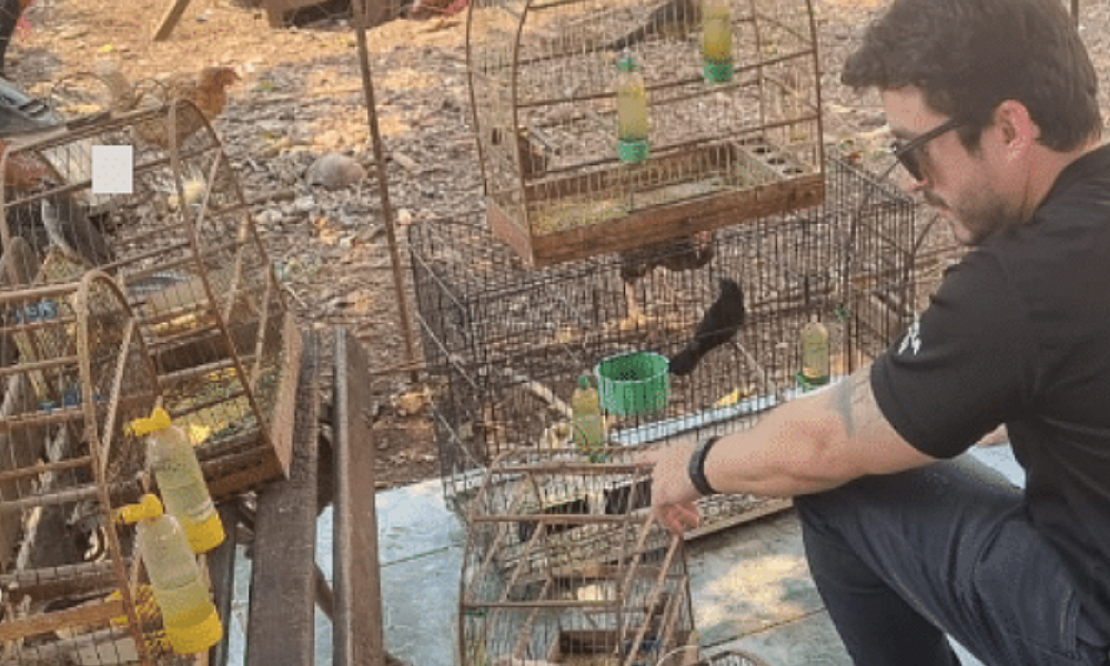 Polícia apura 25 denúncias de maus-tratos a animais em Mato Grosso; idoso detido