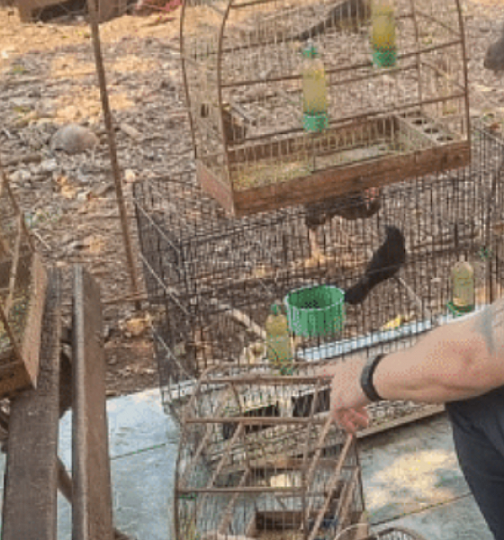 Polícia apura 25 denúncias de maus-tratos a animais em Mato Grosso; idoso detido