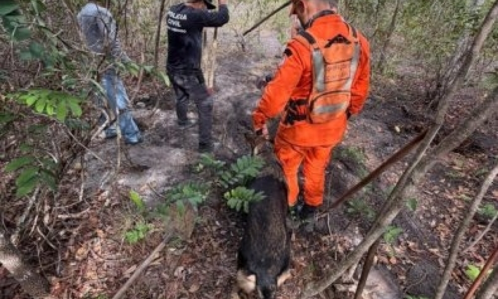 Cão dos bombeiros encontra corpo enterrado em área de mata em Primavera do Leste