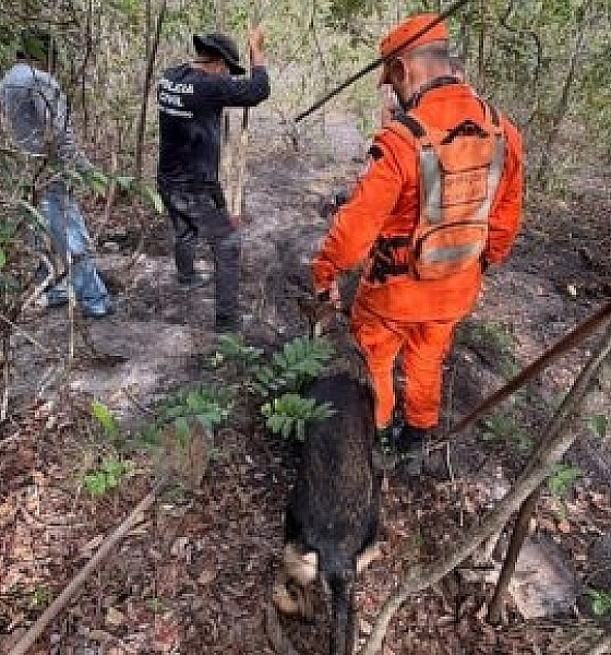 Cão dos bombeiros encontra corpo enterrado em área de mata em Primavera do Leste