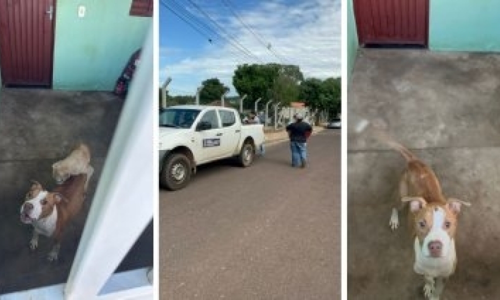 Tutor preso deixa cães abandonados e animais são resgatados pela polícia