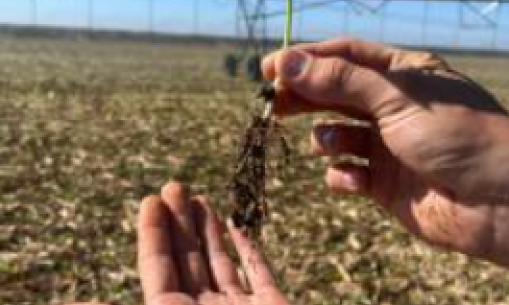 Produtores driblam dificuldades e investem no cultivo do feijão em Mato Grosso