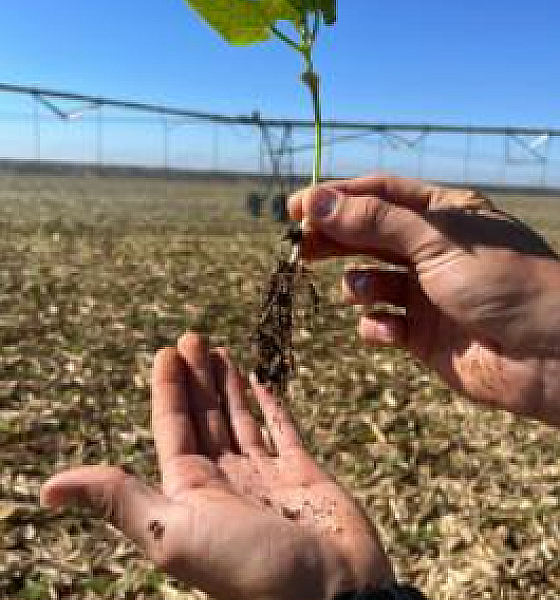 Produtores driblam dificuldades e investem no cultivo do feijão em Mato Grosso