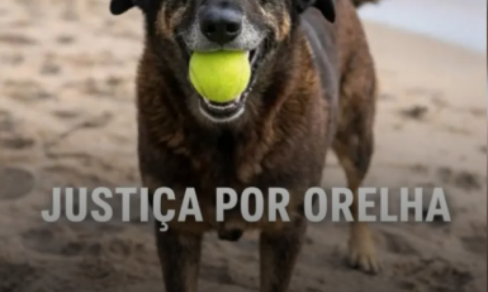 Polícia conclui apuração e pede internação de adolescente por morte do cão Orelha