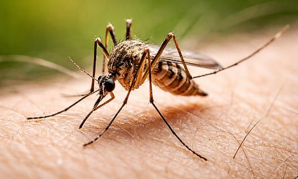 Mato Grosso registra primeiro caso de Febre do Nilo e acende alerta sanitário
