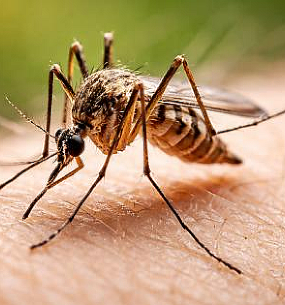 Mato Grosso registra primeiro caso de Febre do Nilo e acende alerta sanitário