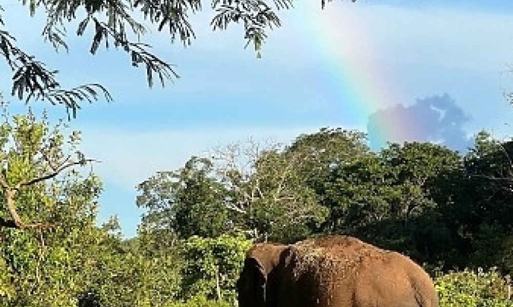 Santuário de Elefantes em Chapada retoma autorização para acolher novos animais após análise da Sema