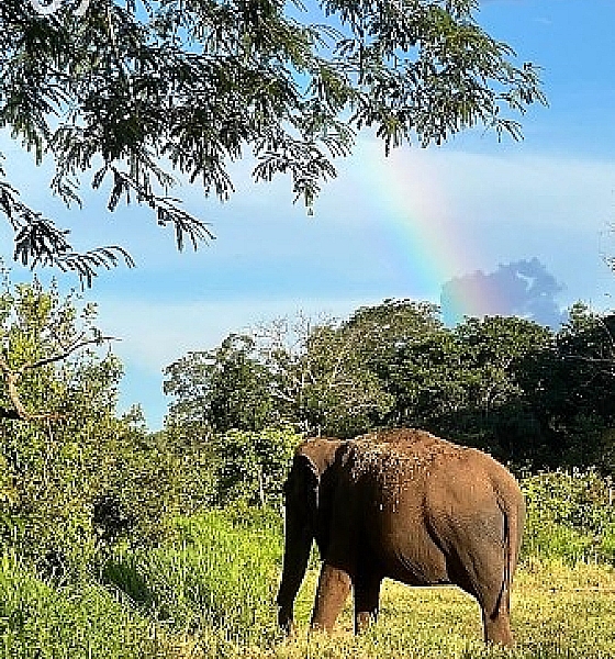 Santuário de Elefantes em Chapada retoma autorização para acolher novos animais após análise da Sema