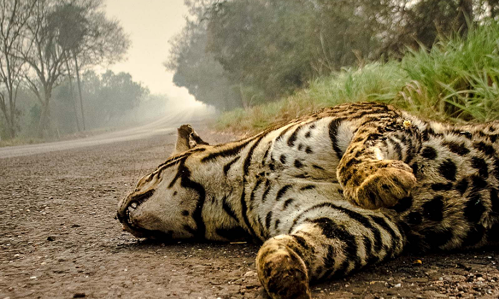 Ministério Público notifica Sema para ações preventivas na estrada Parque Transpantaneira devido à escassez de água