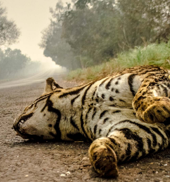 Ministério Público notifica Sema para ações preventivas na estrada Parque Transpantaneira devido à escassez de água