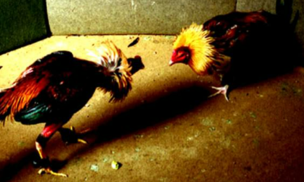 Polícia Militar prende dois homens suspeitos de participação em rinha de galos em Sorriso