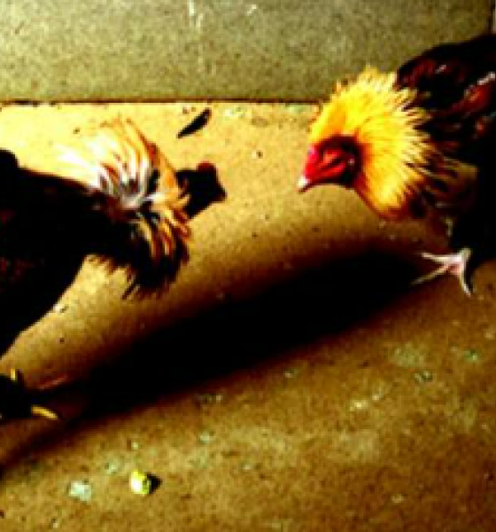 Polícia Militar prende dois homens suspeitos de participação em rinha de galos em Sorriso