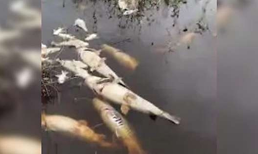 Atraso das cheias no Pantanal provoca mortandade de peixes no Rio Paraguai(Vídeo)