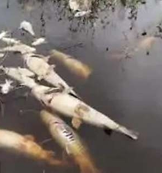Atraso das cheias no Pantanal provoca mortandade de peixes no Rio Paraguai(Vídeo)