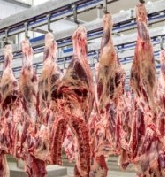 MPF abre investigação contra frigorífico de MT por suspeita de compra de gado de áreas irregulares