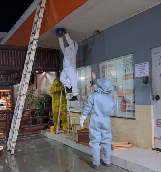 Bombeiros retiram enxame de abelhas após ataques em posto na MT-449