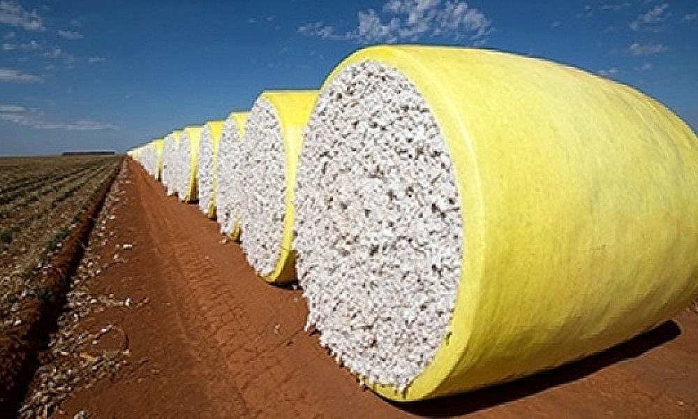 Algodão em pluma inicia março em alta no mercado interno com oferta restrita