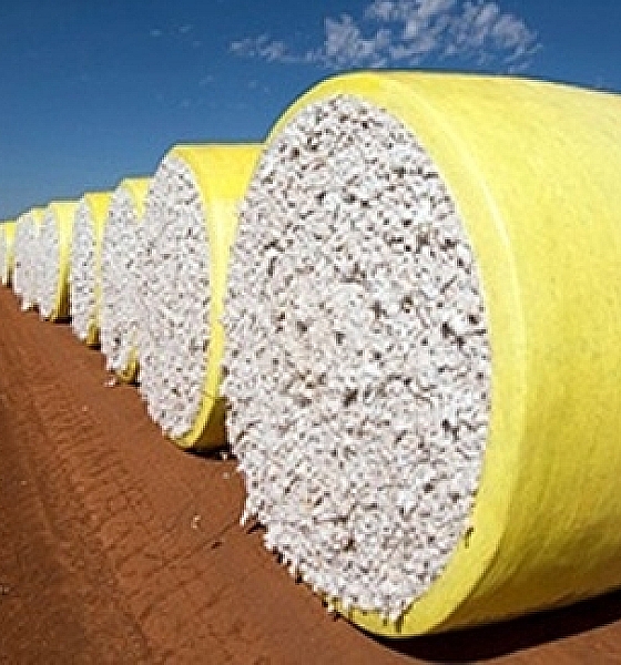 Algodão em pluma inicia março em alta no mercado interno com oferta restrita