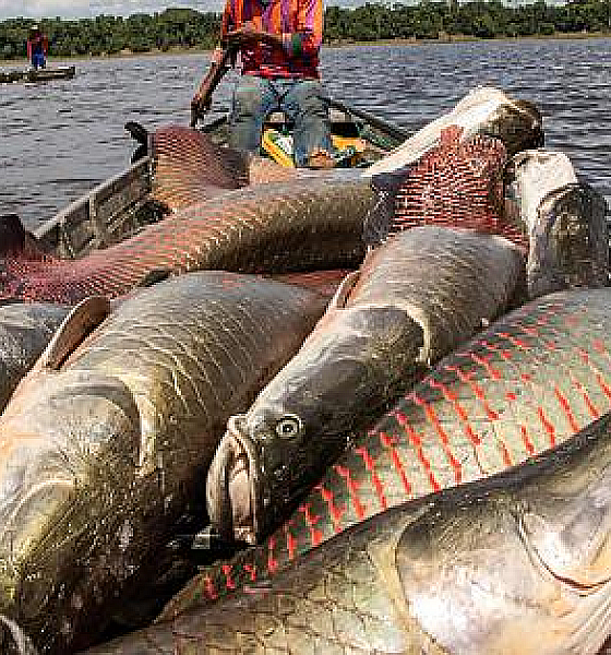 Pesca sem limite de pirarucu é liberada em Mato Grosso após alerta ambiental
