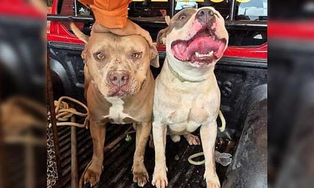 Dois pitbulls são retirados de circulação após serem vistos soltos em bairro