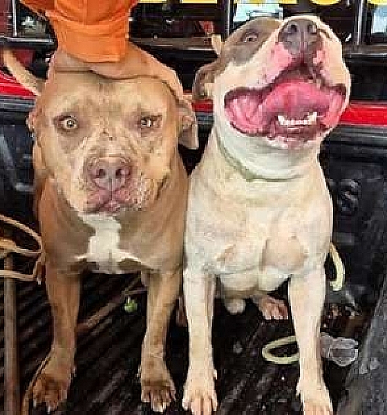 Dois pitbulls são retirados de circulação após serem vistos soltos em bairro