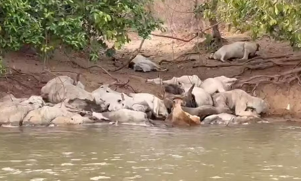 Gado fica ilhado e morre no Rio Taquari devido à seca no Pantanal