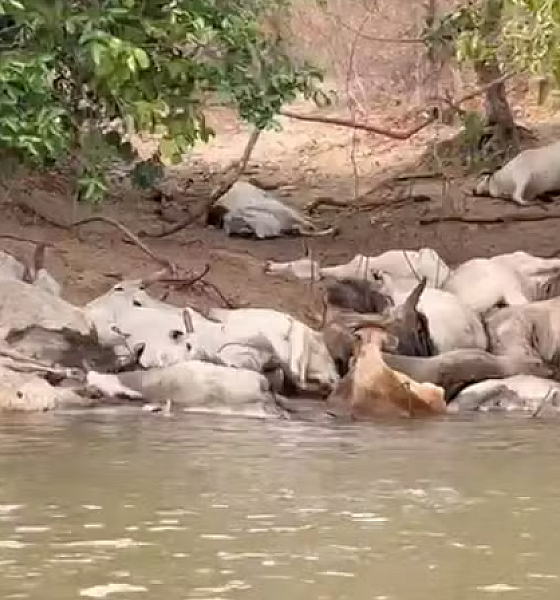 Gado fica ilhado e morre no Rio Taquari devido à seca no Pantanal