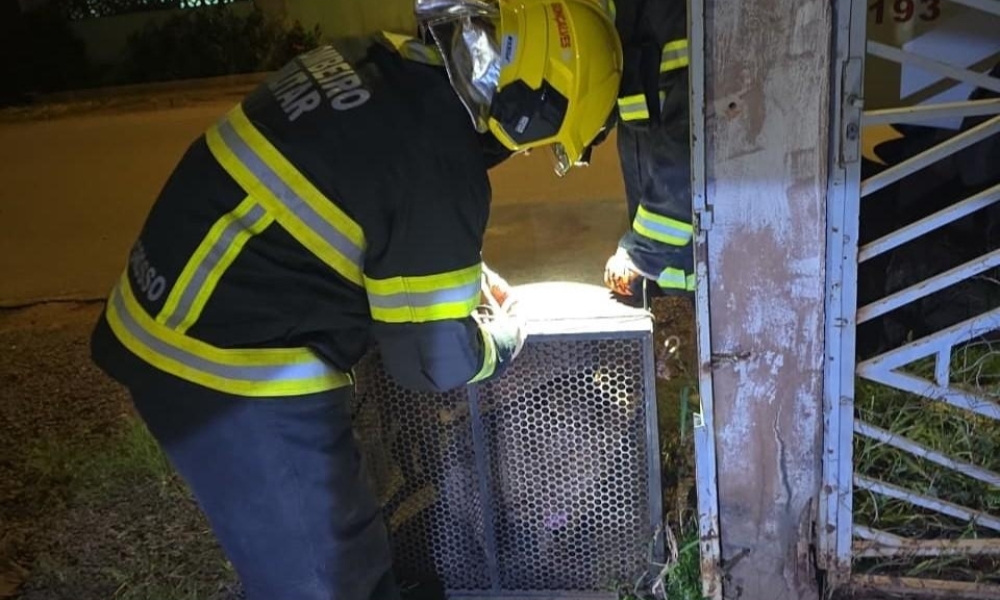 Corpo de Bombeiros captura dois pitbulls após cães invadirem residência em Confresa
