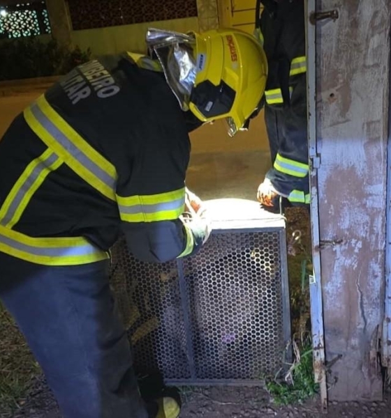 Corpo de Bombeiros captura dois pitbulls após cães invadirem residência em Confresa