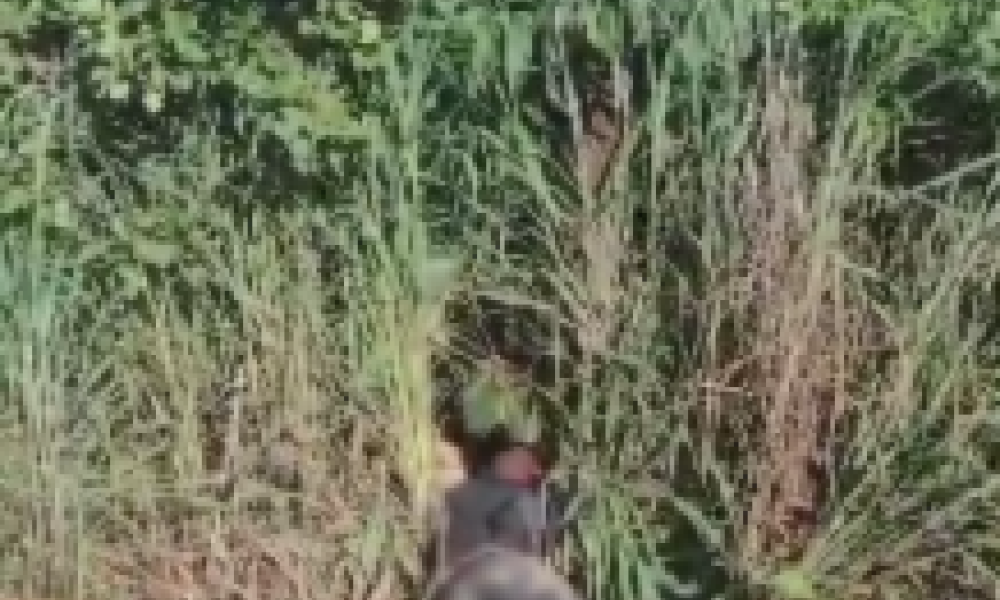 Corpo de homem monitorado por tornozeleira eletrônica é encontrado em matagal em Cuiabá