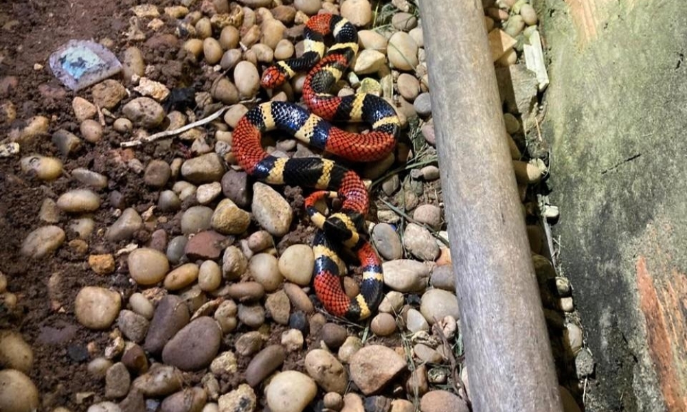 Corpo de Bombeiros resgata cobra coral em quintal de residência