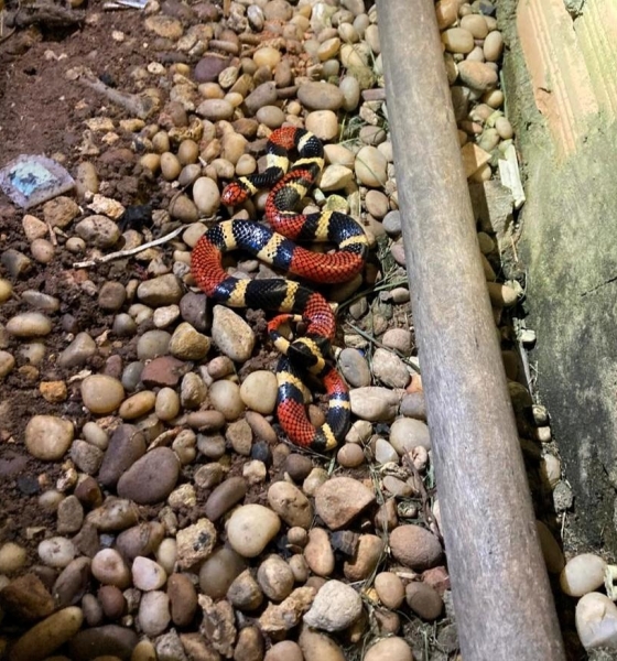 Corpo de Bombeiros resgata cobra coral em quintal de residência