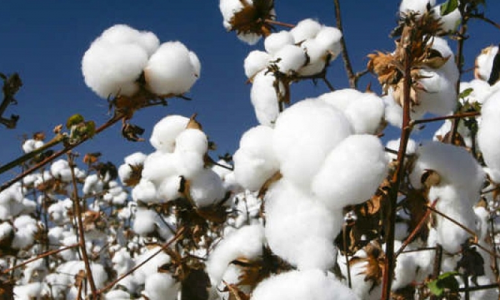 Algodão em pluma registra forte alta em março e atinge maior valorização desde 2022