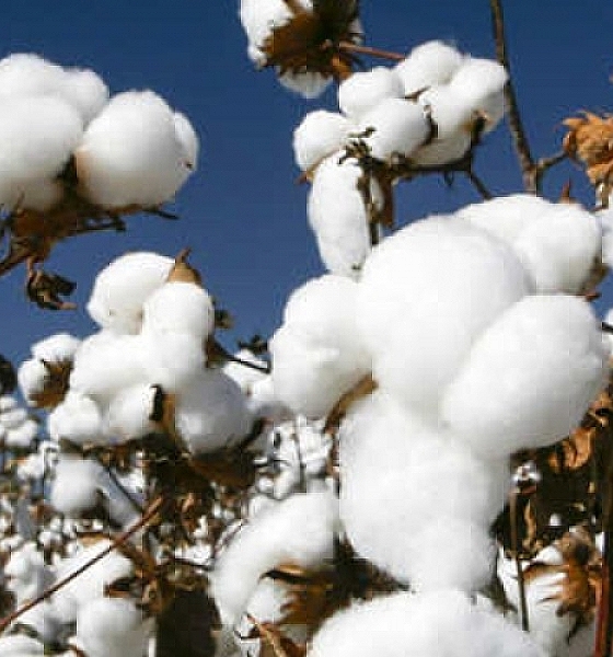 Algodão em pluma registra forte alta em março e atinge maior valorização desde 2022