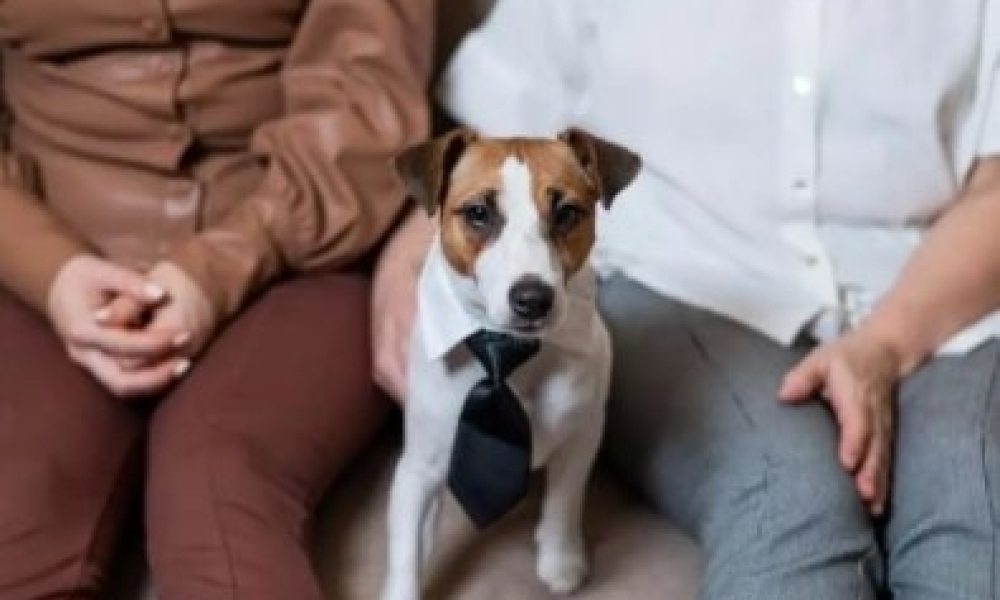 Senado aprova guarda compartilhada de pets em caso de separação