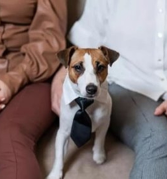 Senado aprova guarda compartilhada de pets em caso de separação