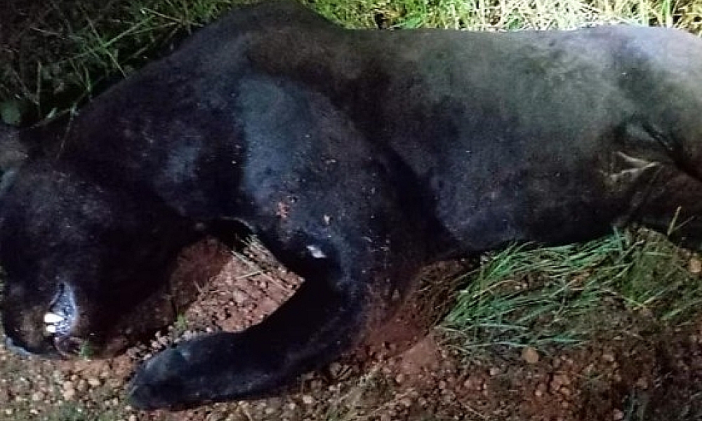 Onça-pintada é atropelada e morre na BR-163 em Lucas do Rio Verde