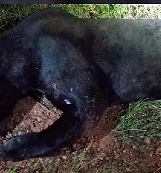 Onça-pintada é atropelada e morre na BR-163 em Lucas do Rio Verde