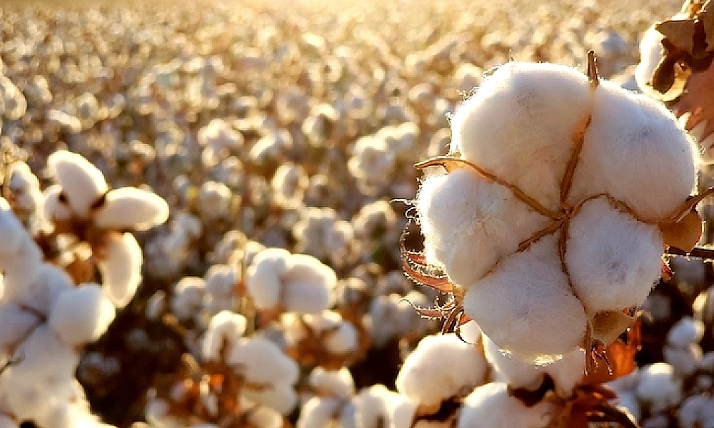 Avanço do período seco preocupa produtores de algodão no Sul de Mato Grosso