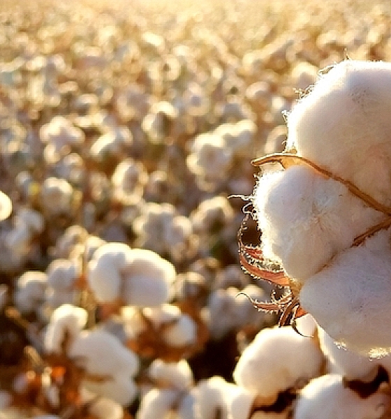 Avanço do período seco preocupa produtores de algodão no Sul de Mato Grosso
